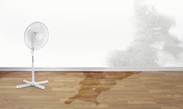 Best Commercial water damage restoration  in Staunton, IL